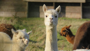 Visual from WEICH Couture Alpaca blog – design insights, alpaca materials & behind the brand stories