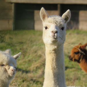 WEICH Couture Alpaca startet Spendenaktion für Alpakahof im Ahrtal