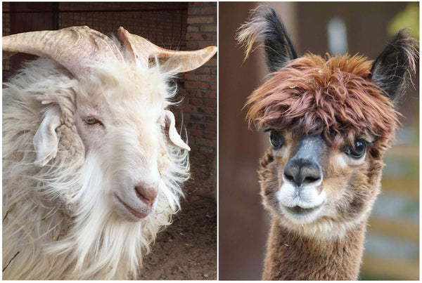 Visual from WEICH Couture Alpaca blog – design insights, alpaca materials & behind the brand stories