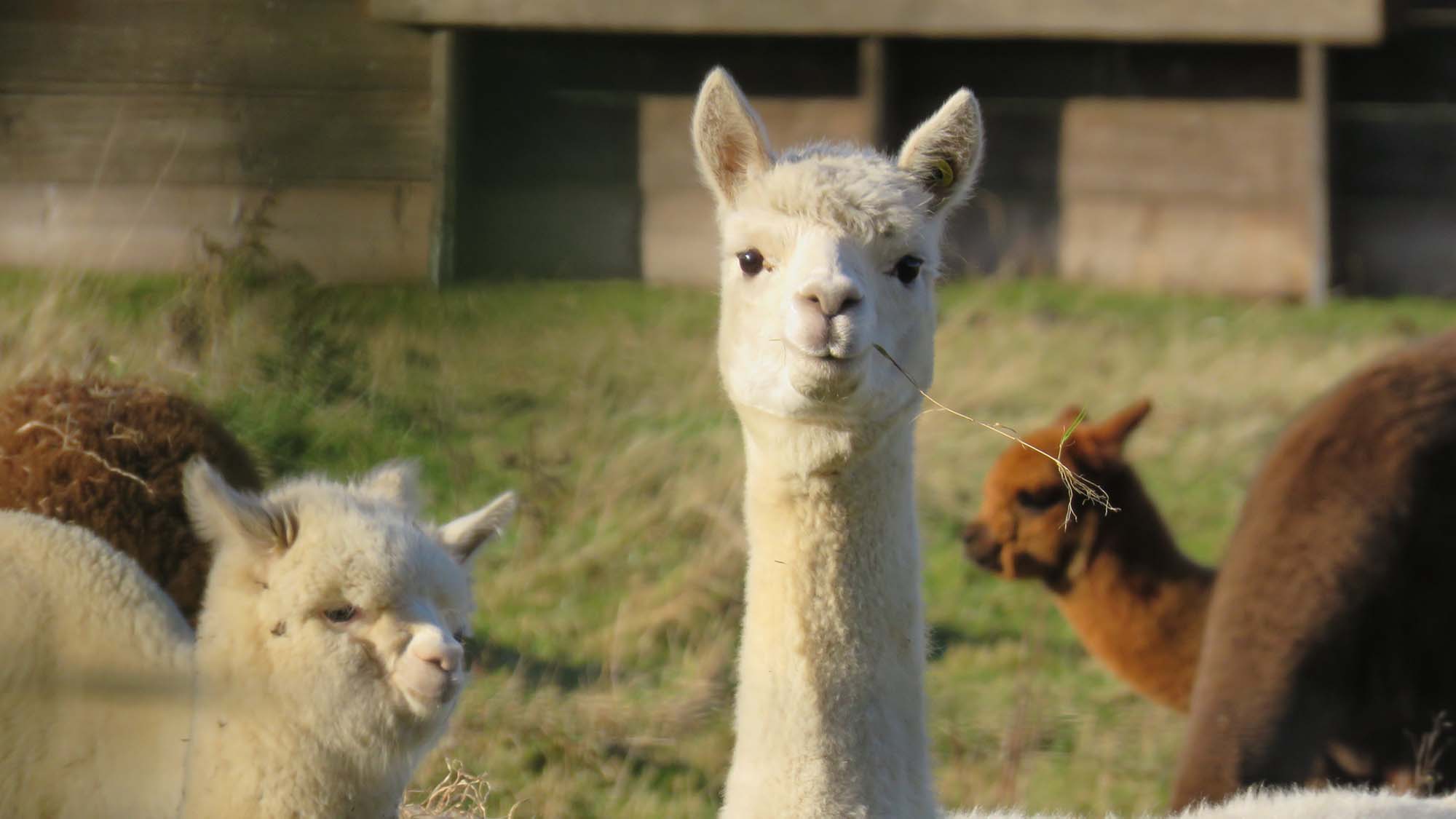 WEICH Couture Alpaca startet Spendenaktion für Alpakahof im Ahrtal