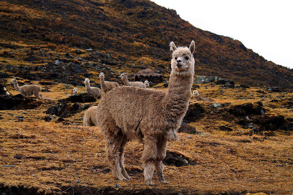 Visual from WEICH Couture Alpaca blog – design insights, alpaca materials & behind the brand stories