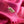Pinke Seidenstola SOL aus Ultrafine Alpaka und Kaschmir